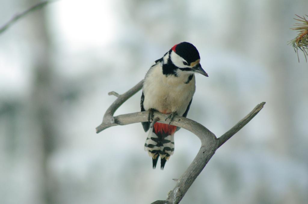 Svanvik Birk Bed & Birds B&B 외부 사진